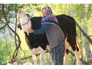 Köyde süt, yoğurt, peynir bulamaz oldular