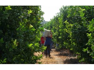 Limonun başkentinde ’hasat’ dönemi, 10 çeşidi üretiliyor