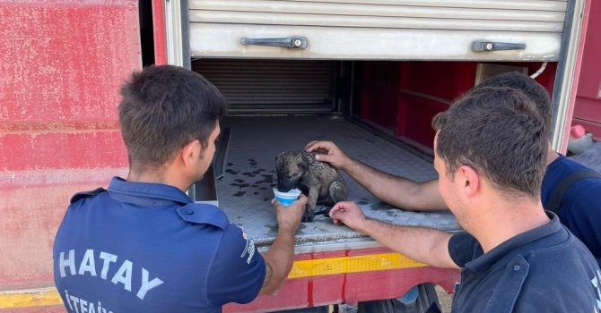 Alevler arasında kalan yavru köpek itfaiye ekiplerince kurtarıldı