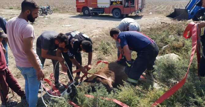 Hatay’da kuyuya düşen buzağıyı itfaiye ekipleri kurtardı