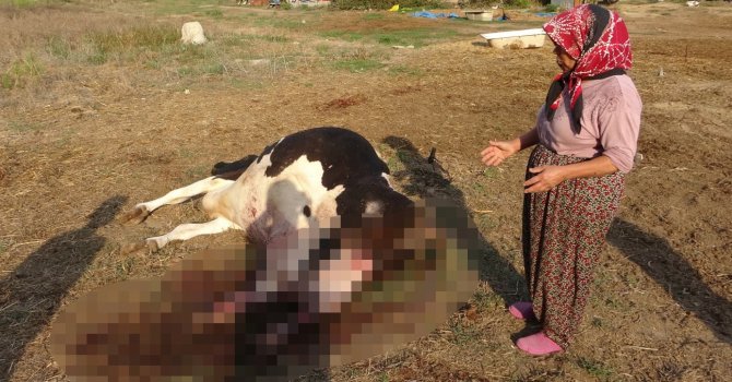 100 bin lira değerindeki Holstein cinsi inek köpekler tarafından telef edildi