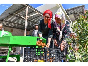 Silifkeli ceviz üreticilerinin kabuk soyma derdi sona erdi