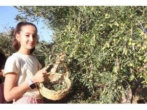 Enkaz kentte zeytin hasadı buruk başladı