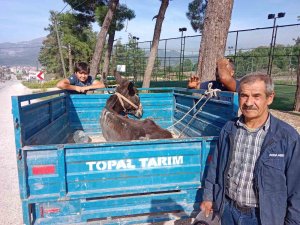 ’Karakaçan’ın patpat römorkundaki veteriner yolculuğu yürekleri ısıttı