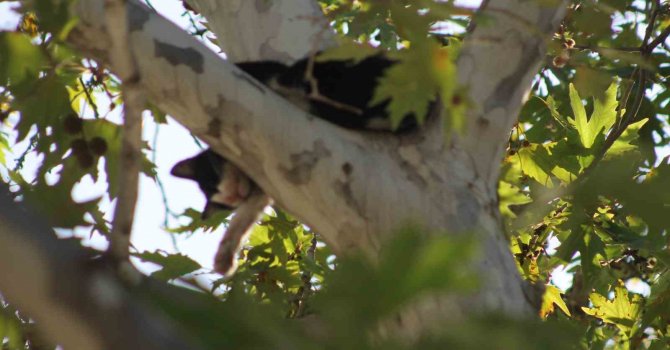 Ağaçta mahsur kalan kedi aşağı atlayınca yürekleri ağızlara getirdi