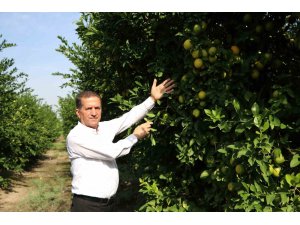 Limon dalında kaldı, üretici limonata çözümü bekliyor