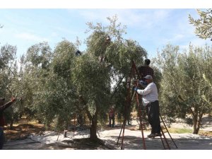 Mersin’de tüccarların zeytin alım fiyatını düşürmesine tepki: Bazı üreticiler hasadı erteledi