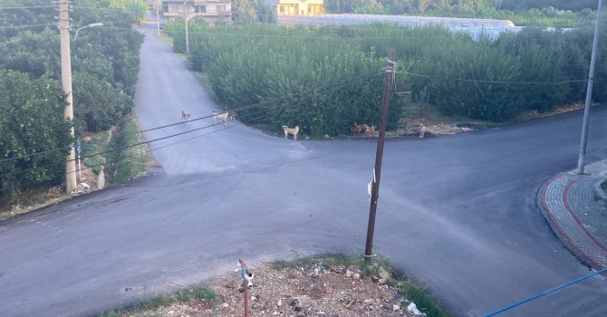 Sokak köpeğinin saldırdığı 3 tekerlekli motor böyle devrildi