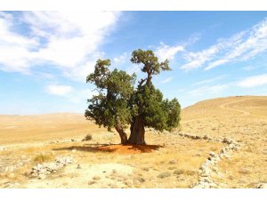 Kahramanmaraş’ta yalnız ardıç ağacı