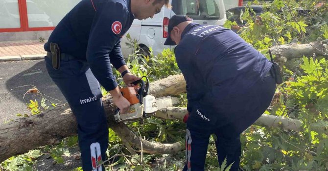 Şiddetli rüzgara dayanamayan çınar ağacı yola devrildi