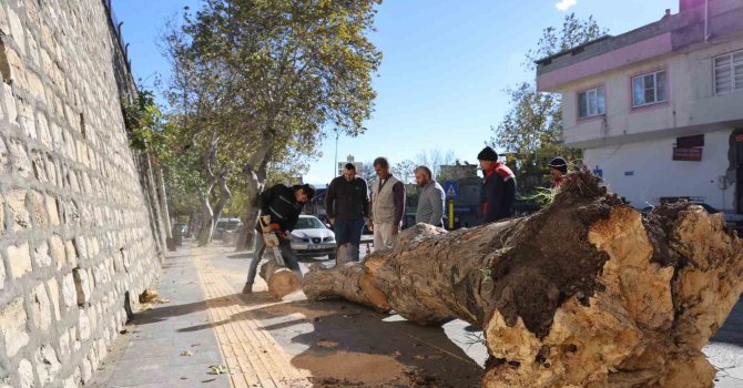 Şiddetli rüzgar ağaçları kökünden söktü, çatıları uçurdu