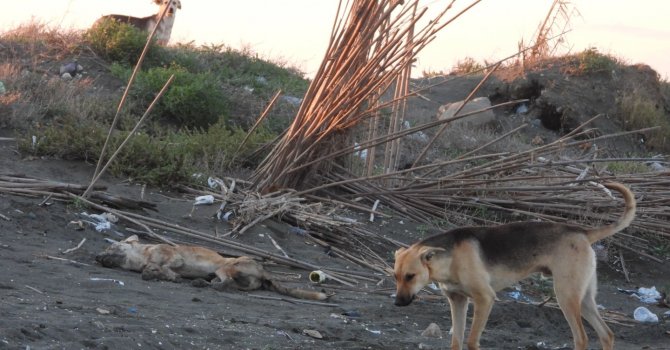 ’Köpeği bilerek ezdi’ iddiası