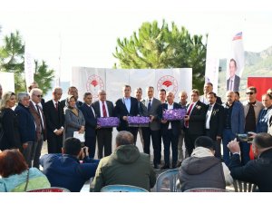 Yenişehir’de safran üretimi üçüncü yılında