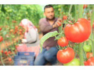 Türkiye’nin üretim merkezi Mersin’de örtü altı domateste hasat başladı