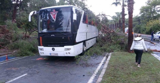 Servis otobüsünün üzerine çam ağacı devrildi: 7 yaralı