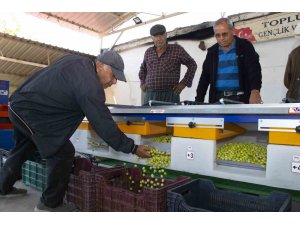 Boylama makinesi zeytin üreticisinin yüzünü güldürüyor