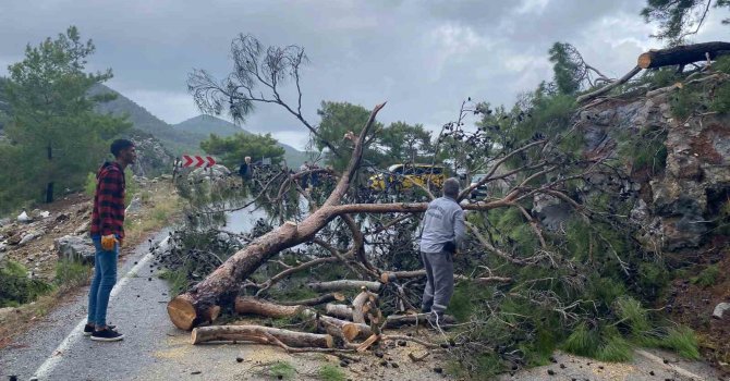 Devrilen ağaç yolu ulaşıma kapattı