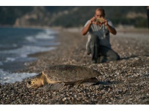 Antalya’da 2023 yılında 144 bin 334 yavru caretta caretta denizle buluştu