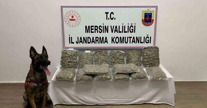 Mersin’de 14 kilo 200 gram skunk ele geçirildi