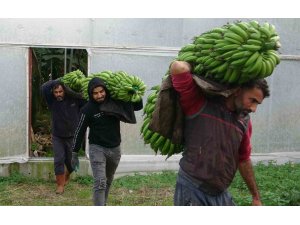 Muzda hasat sezonu başladı, bahçede 16-18 TL