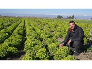 Tarsus Belediyesinin çiftçilere verdiği yerli tohum desteği meyvelerini vermeye devam ediyor