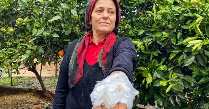 Yumurta toplamak için bahçeye giren kadın, dobermanın saldırısına uğradı