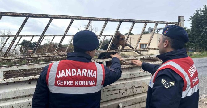 Köpek hırsızı jandarma ekiplerince yakalandı