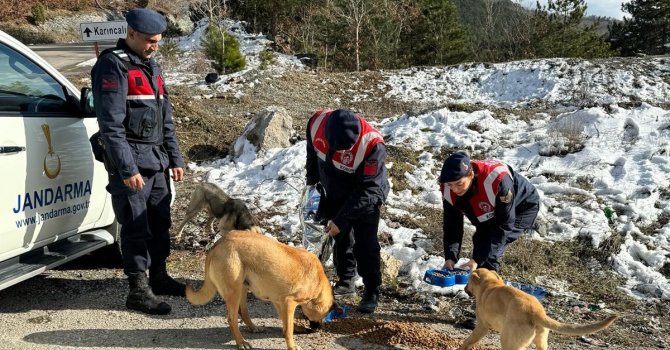 Jandarma, zorlu kış şartlarında sokak hayvanlarını unutmadı