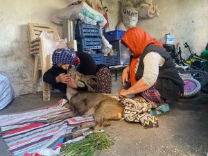 Köpeklerin saldırdığı karacaya aile şefkati