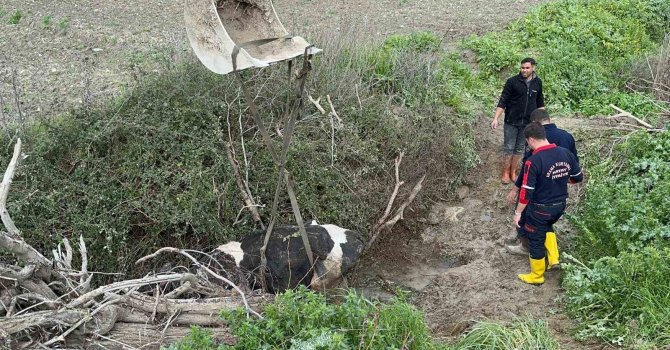 Su kanalına düşen inek, itfaiye ekipleri tarafından kurtarıldı