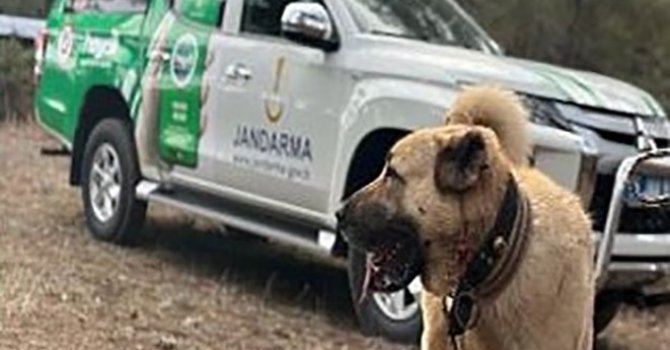 Burdur’da köpek dövüşü yaptıranlara 142 bin TL ceza