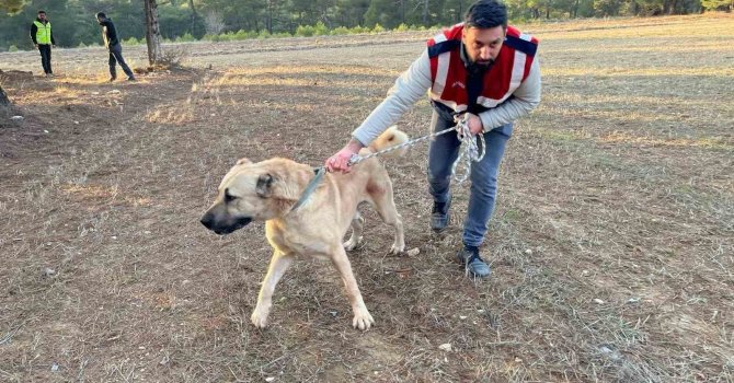 Burdur’da köpek dövüşü yaptıranlara yönelik operasyon görüntüleri ortaya çıktı