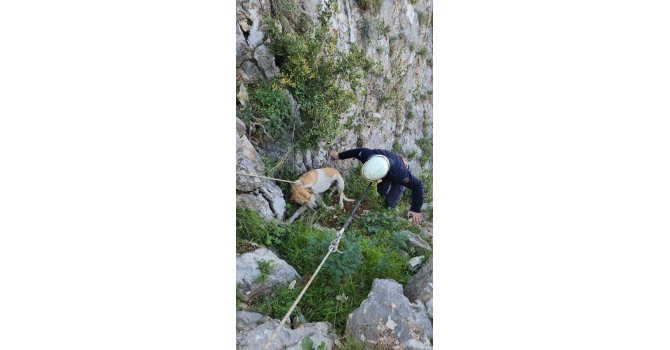 Antakya’da uçurumda mahsur kalan köpek kurtarıldı