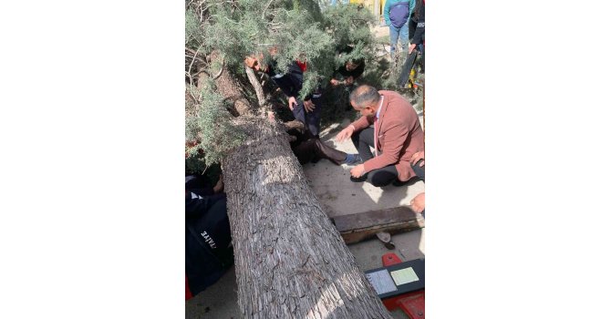 Burdur’da üzerine ağaç devrilen belediye başkan adayı ve oğlu ağır yaralandı