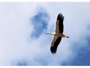 Küresel ısınma yaban hayatını etkiledi: Ayılar kış uykusuna yatmadı, leylekler erken göç etti