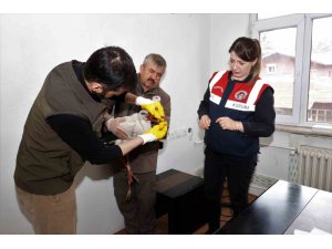 Isparta’da bulunan yaralı leylek ekipler tarafından kurtarıldı