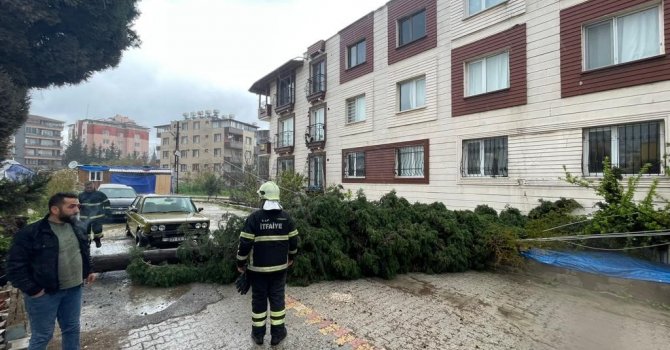 Antakya’da kuvvetli fırtına ağacı yola devirdi