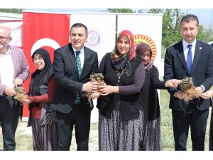 Burdur’da üretici kadınlara 60 bin çilek fidesi dağıtıldı