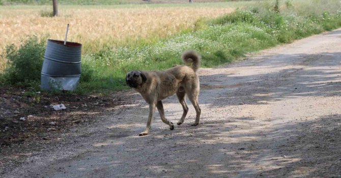 Yaşlı kadını köpeklerin parçaladığı köyde vatandaşlar, köpeklerin toplanmasını istiyor