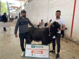 Burdur’da teke ve koçların güzellik yarışması renkli görüntülere sahne oldu