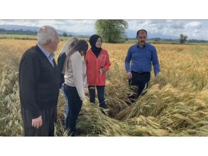 Osmaniye’de sağanak tarım arazilerine zarar verdi