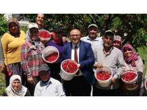 Mersin’de turfanda kiraz hasadı başladı