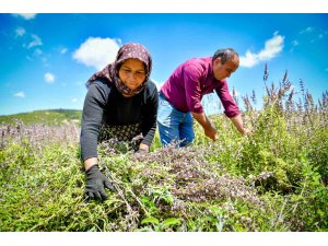 Silifkeli üreticiler ada çayı hasadına başladı