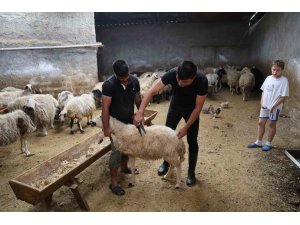 Küçükbaş hayvanda stokçuluğun kurban fiyatlarını artırdığı iddiası