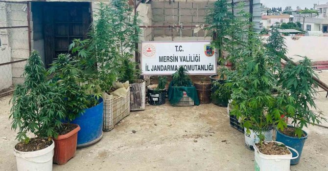 Kovalarda uyuşturucu yetiştiren 2 şüpheli yakalandı