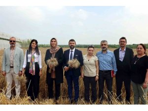 Akdeniz’de ekmeklik yakamoz buğdayının hasadı yapıldı