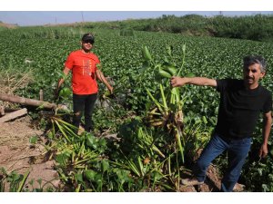 İstilacı su sümbülleri, Asi Nehri’ni adeta görülmez hale getirdi