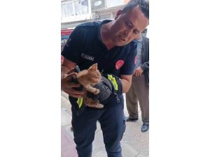 Boruya sıkışan yavru kedi, itfaiye ekipleri tarafından kurtarıldı