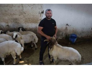 Başıboş köpek sürüleri dehşet saçtı, onlarca hayvan telef oldu