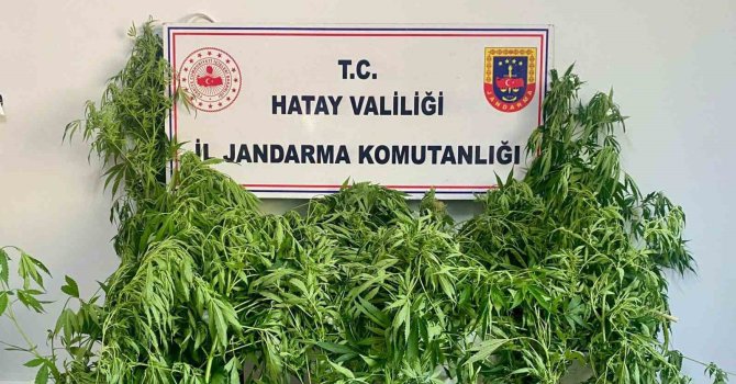 Hassas burunlu jandarma köpeğinin uyuşturucu bulduğu anlar kamerada